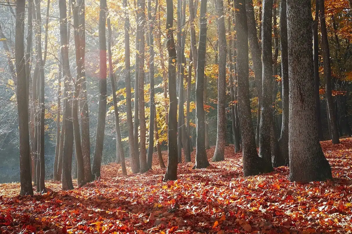 saison automne